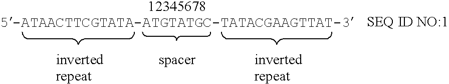 Mutant loxP site and applications thereof