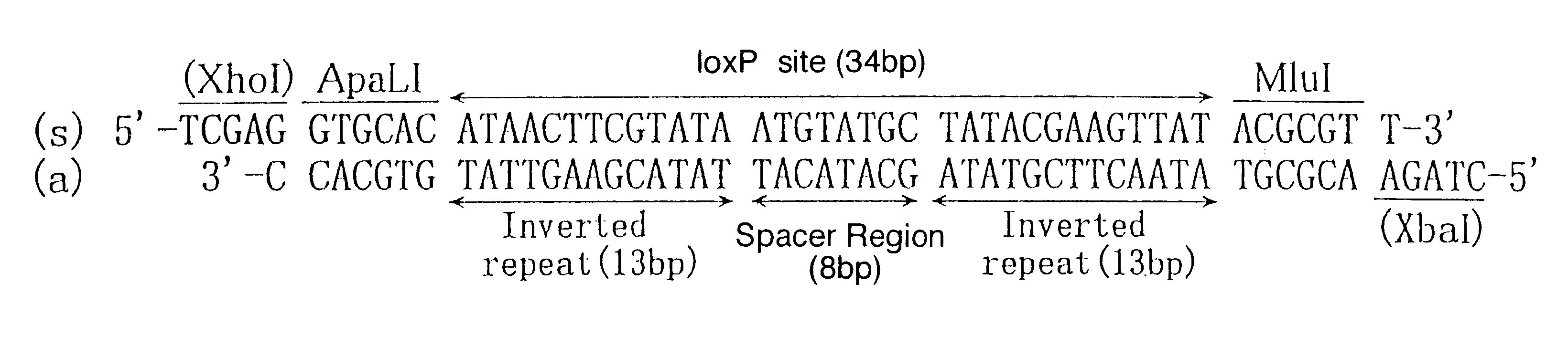 Mutant loxP site and applications thereof