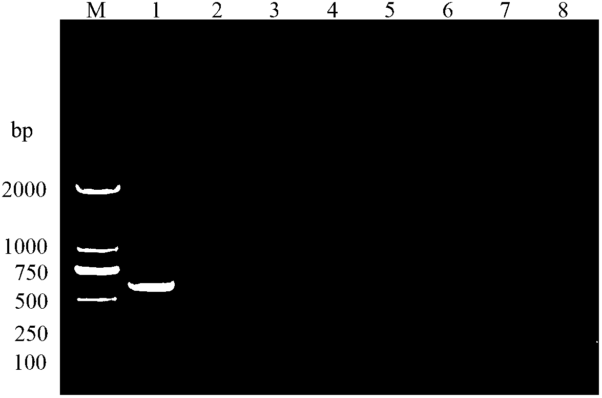 Pair of phenacoccus solenopsis specific SS-COI primers, and rapid PCR detection method and kit