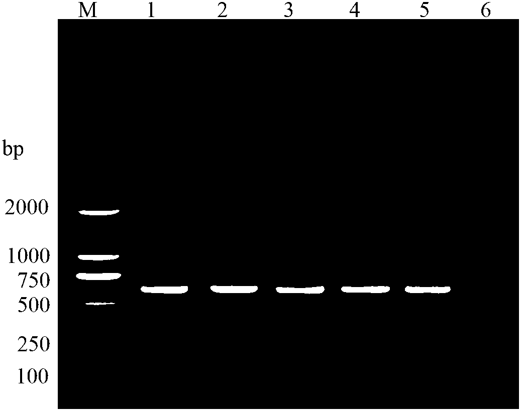 Pair of phenacoccus solenopsis specific SS-COI primers, and rapid PCR detection method and kit