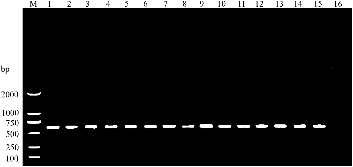 Pair of phenacoccus solenopsis specific SS-COI primers, and rapid PCR detection method and kit