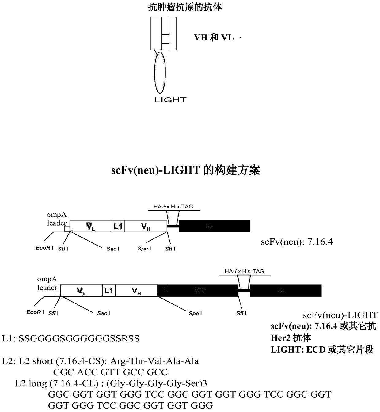 light-anti-tumor antigen antibodies for the prevention and treatment of primary and metastatic cancers