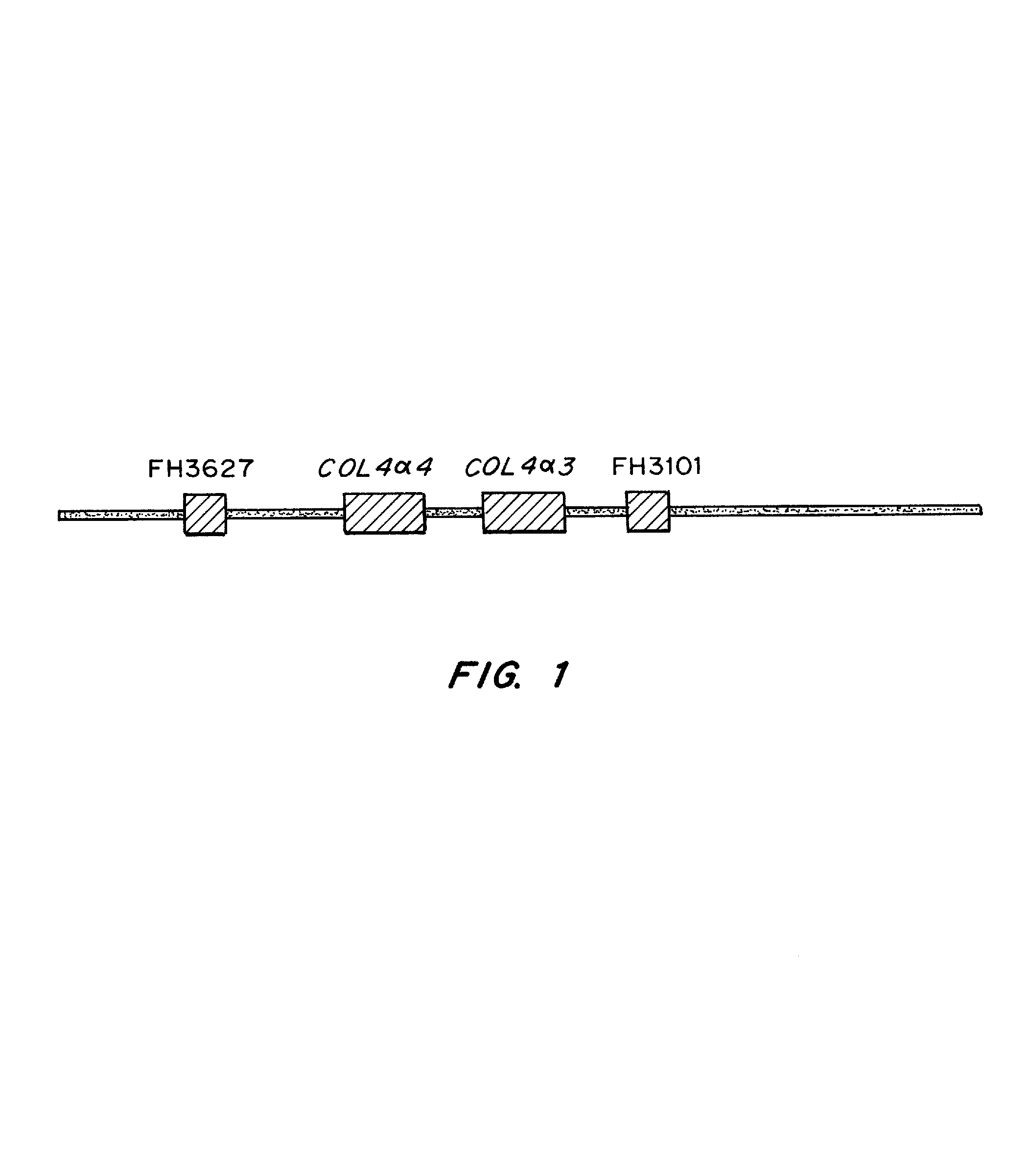 Methods for identification of alport syndrome