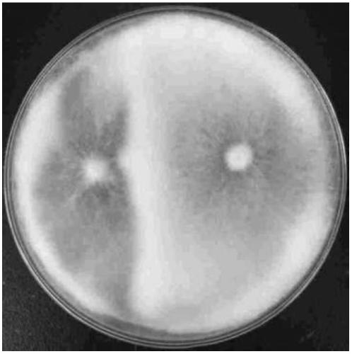 Pure white jiji mushroom strain and its molecular markers, specific primer pairs and applications