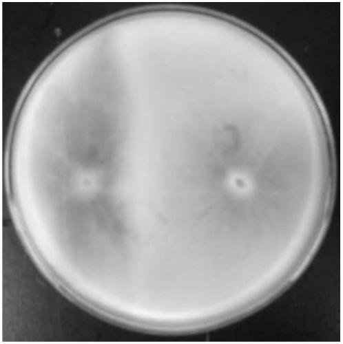 Pure white jiji mushroom strain and its molecular markers, specific primer pairs and applications