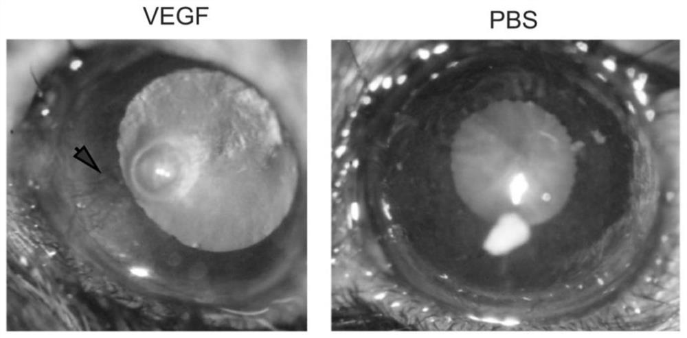 Corneal neovascularization animal model and construction method thereof