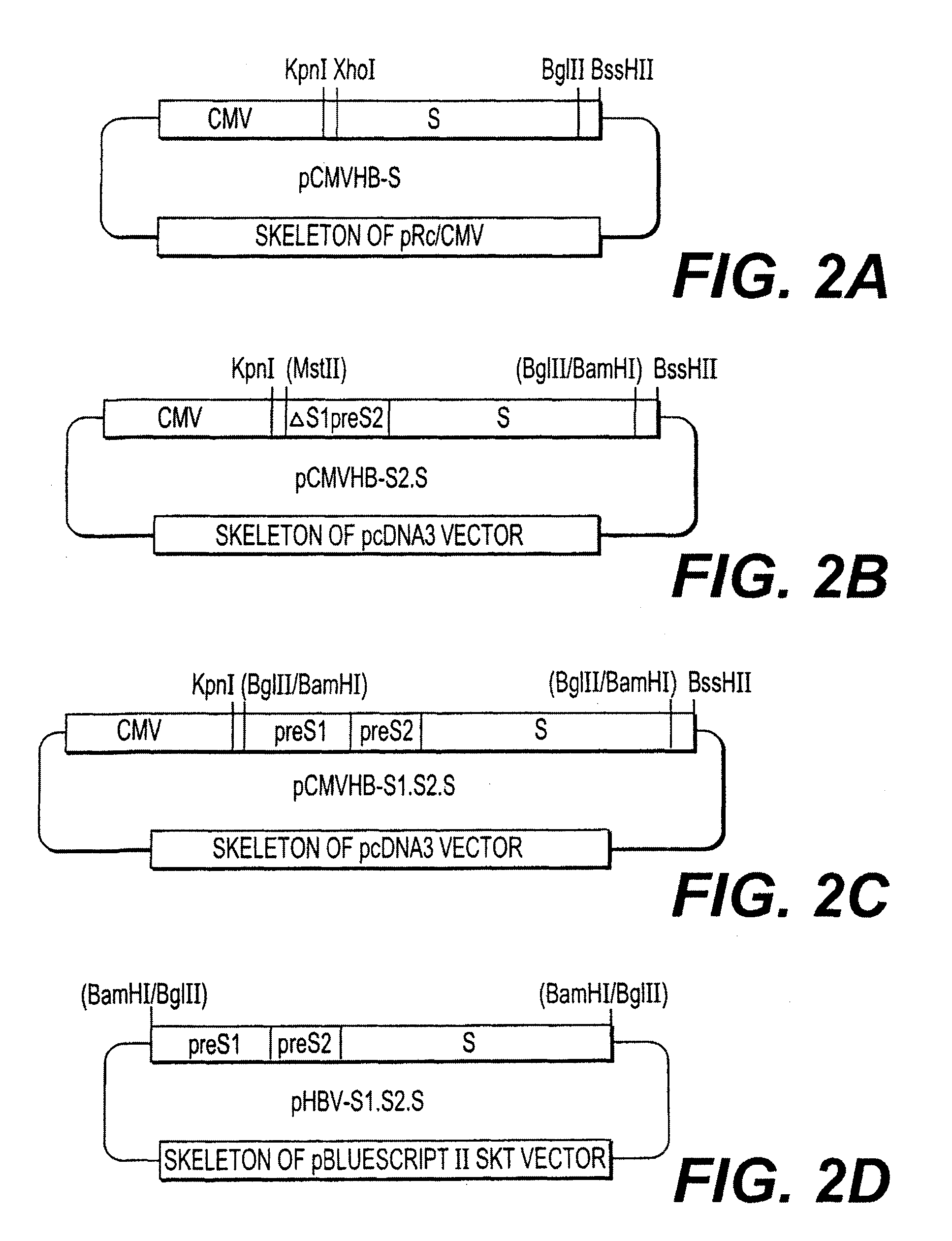 Nucleotide vector, composition containing such vector, and vaccine for immunization against hepatitis