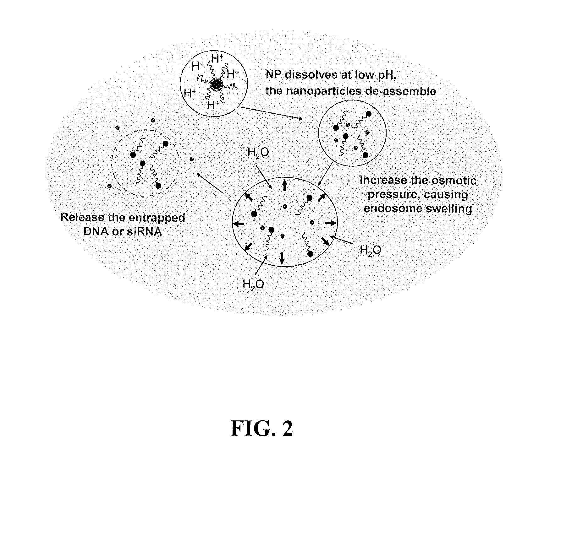 Liposomes comprising a calcium phosphate-containing precipitate