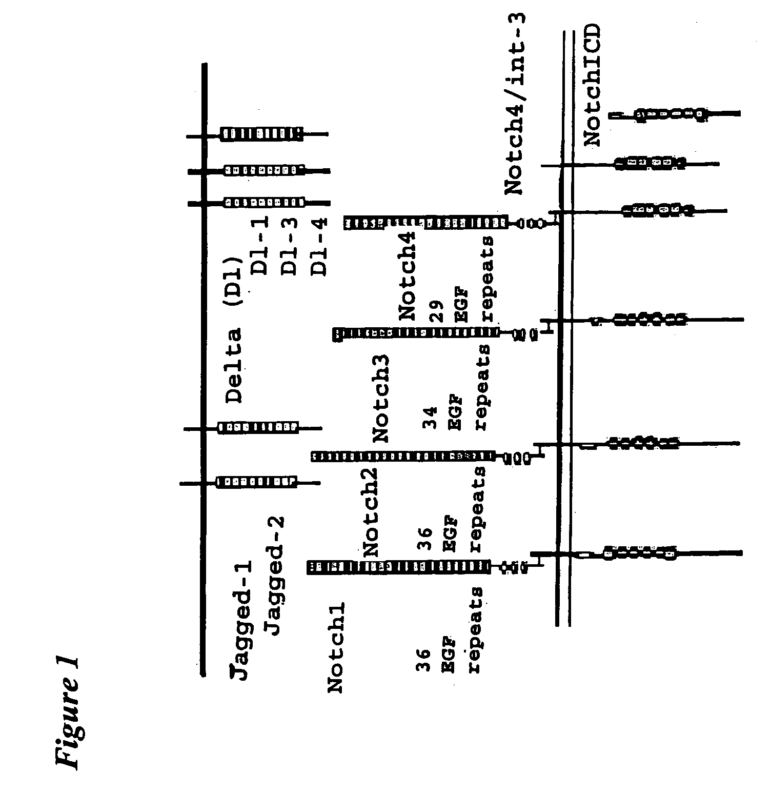 Notch-based fusion proteins and uses thereof