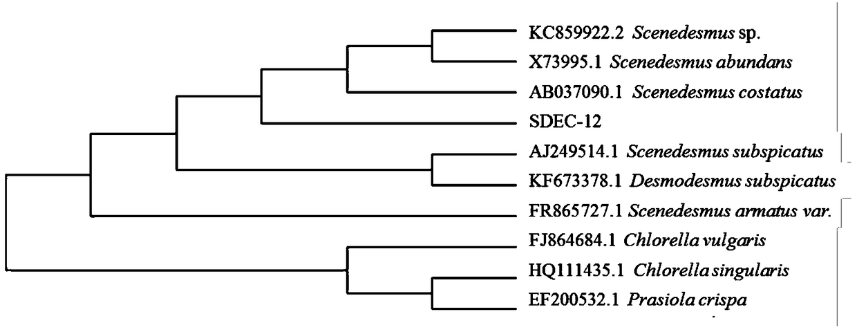 A high-yield oil-producing Scenedesmus and its screening, cultivation methods and applications