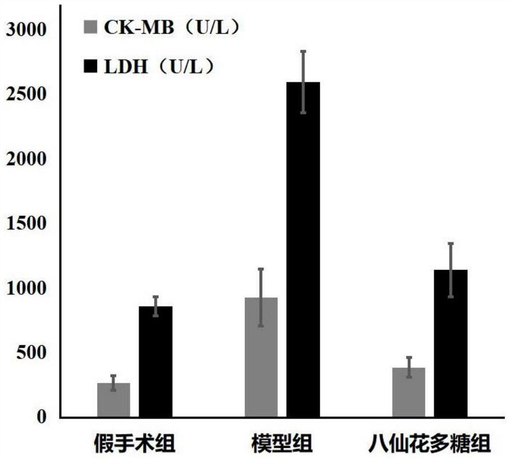 Hydrangea polysaccharide and its application in treating myocardial ischemia-reperfusion injury