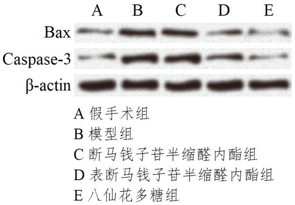 Hydrangea polysaccharide and its application in treating myocardial ischemia-reperfusion injury