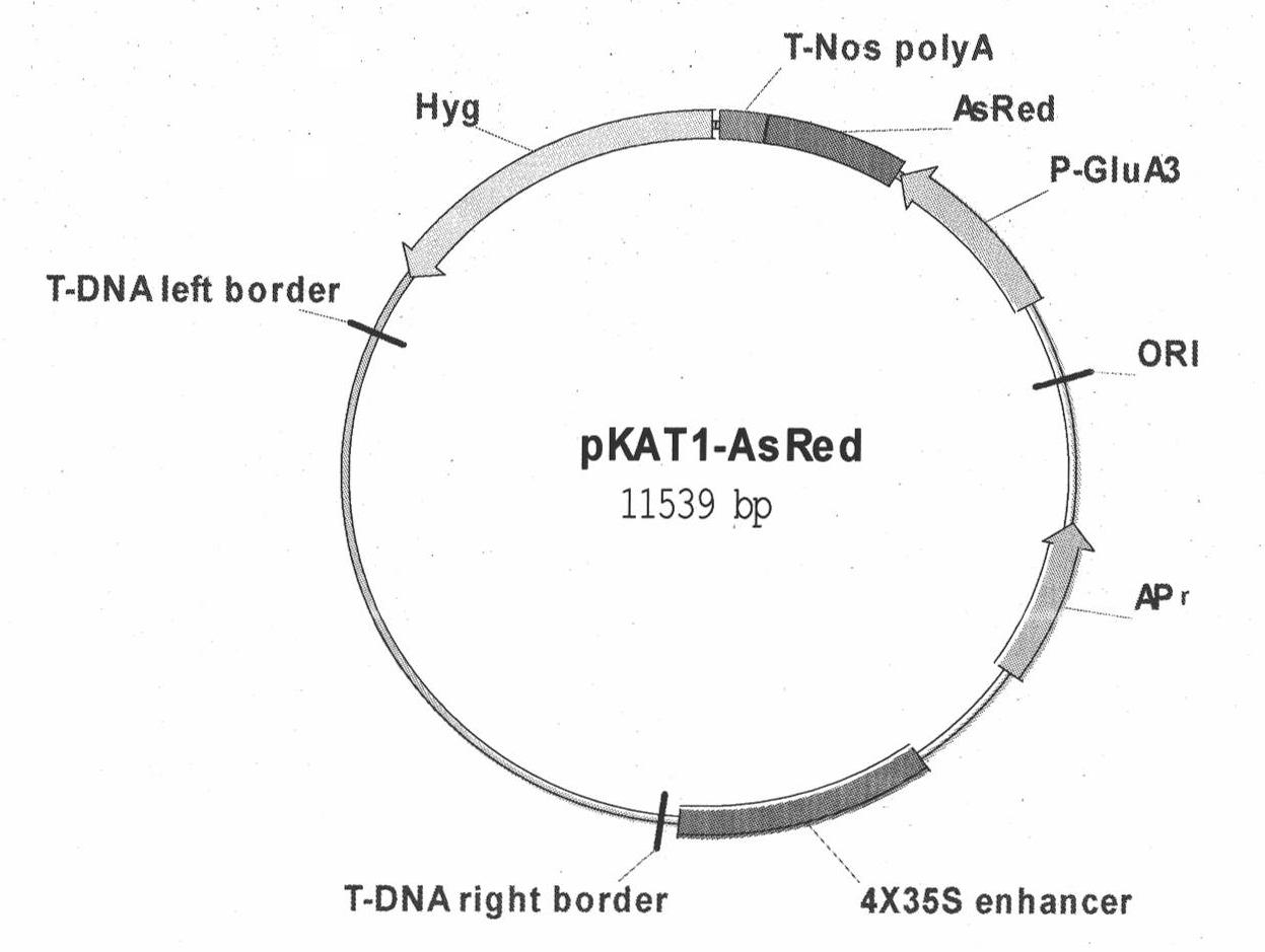 Improved floral-dip method for transforming maize in permeable medium