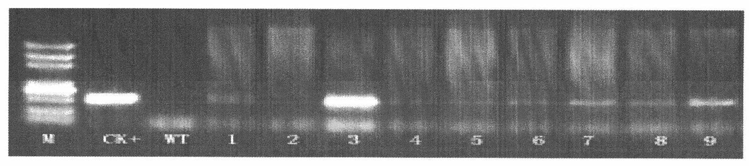 Improved floral-dip method for transforming maize in permeable medium