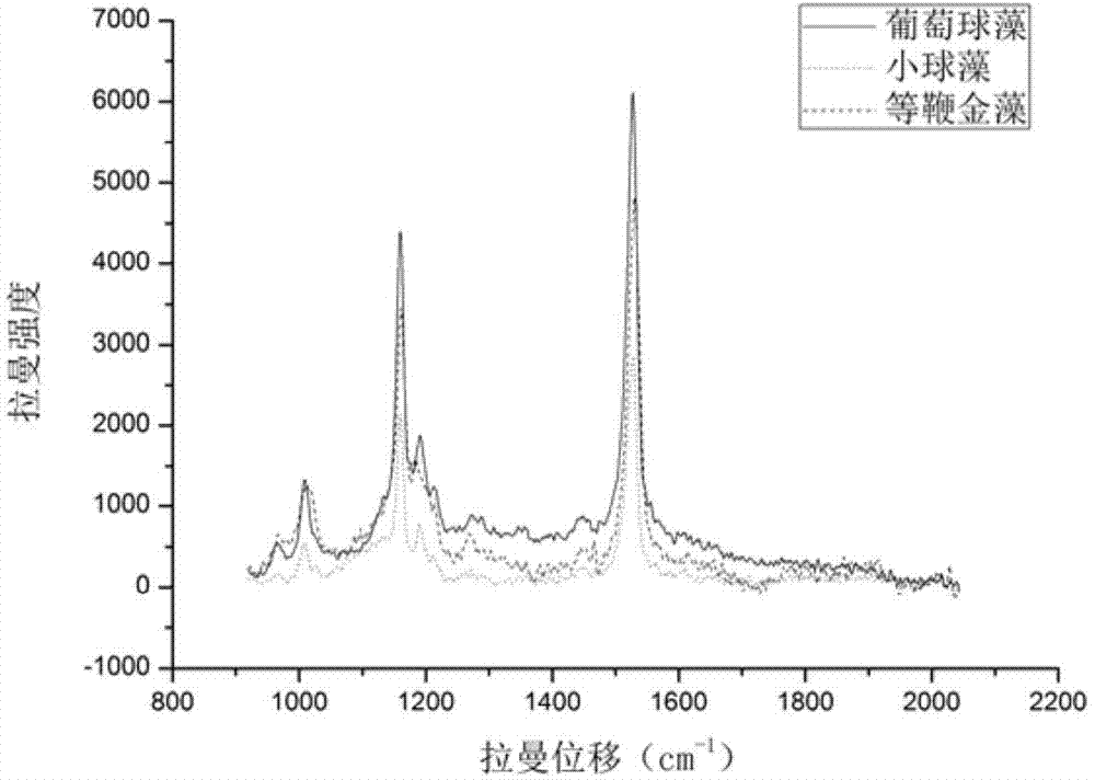 Method for identifying alga species by combining Raman spectroscopic technology and spectral peak ratio method