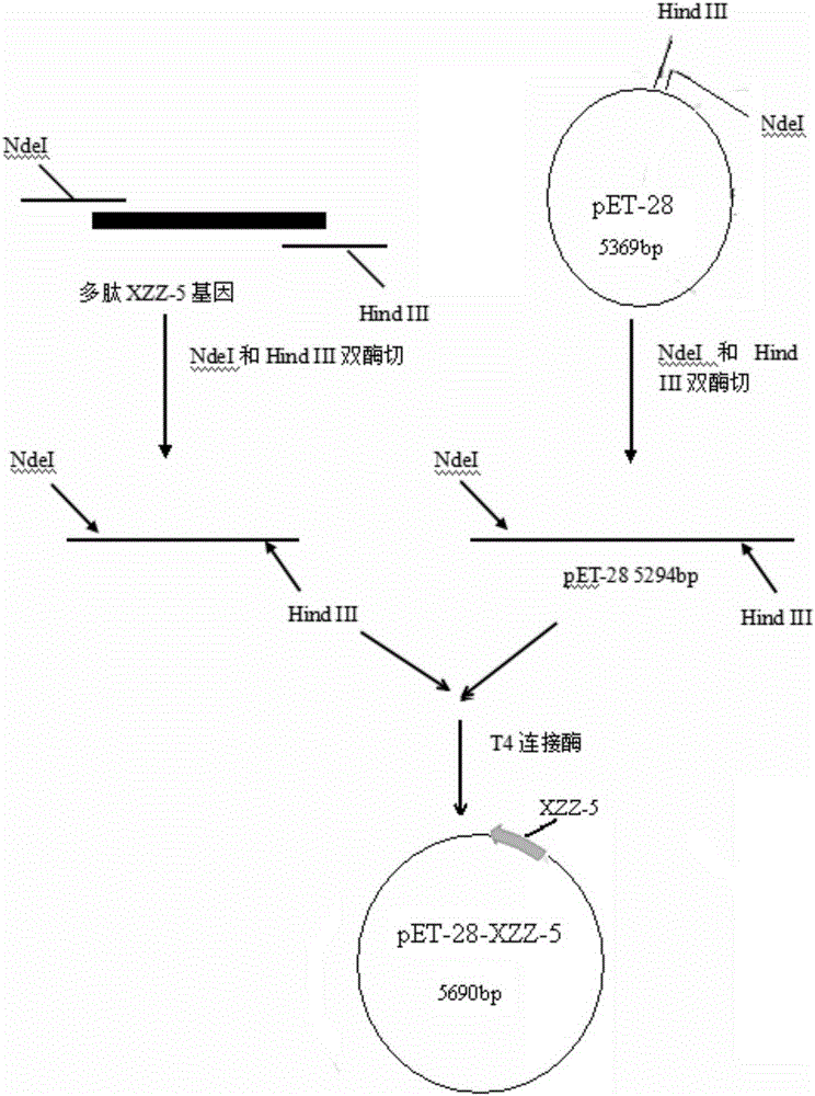 Heterologous expression of polypeptide XZZ-5 and application of polypeptide XZZ-5 to enhancement of tumor killing activity of CIK (Cytokine Induced Killer) cells