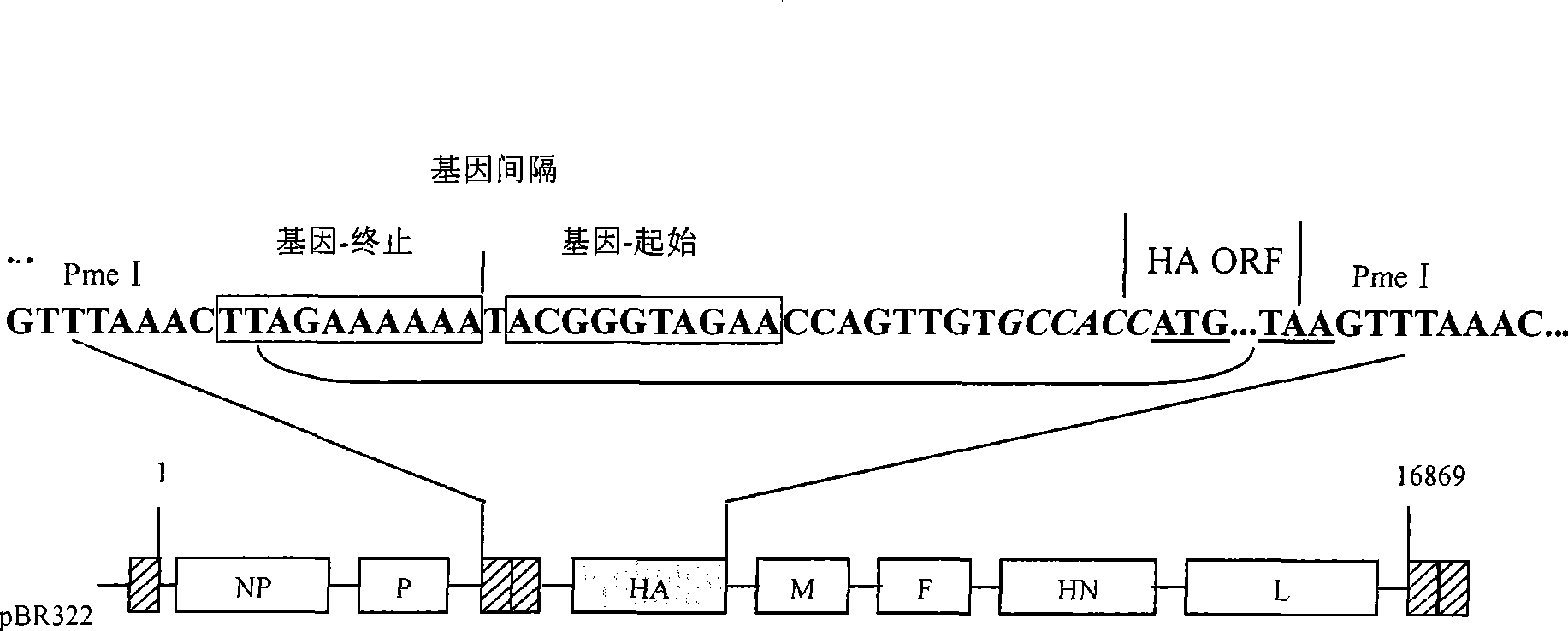 Recombined newcastle disease virus LaSota attenuated vaccine strain for expressing avian influenza virus H9 subtype HA protein