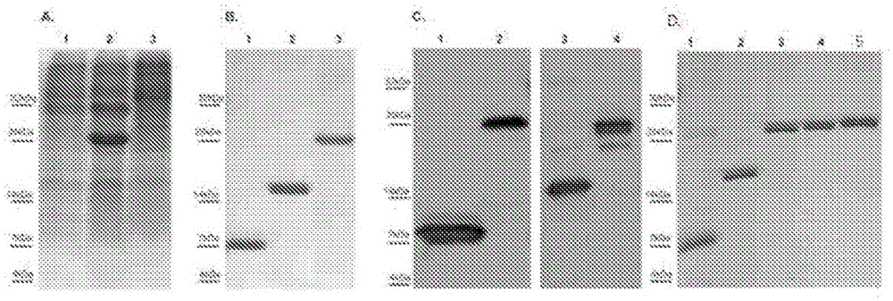 Chimeras of brucella lumazine synthase and beta subunit of ab5 toxins