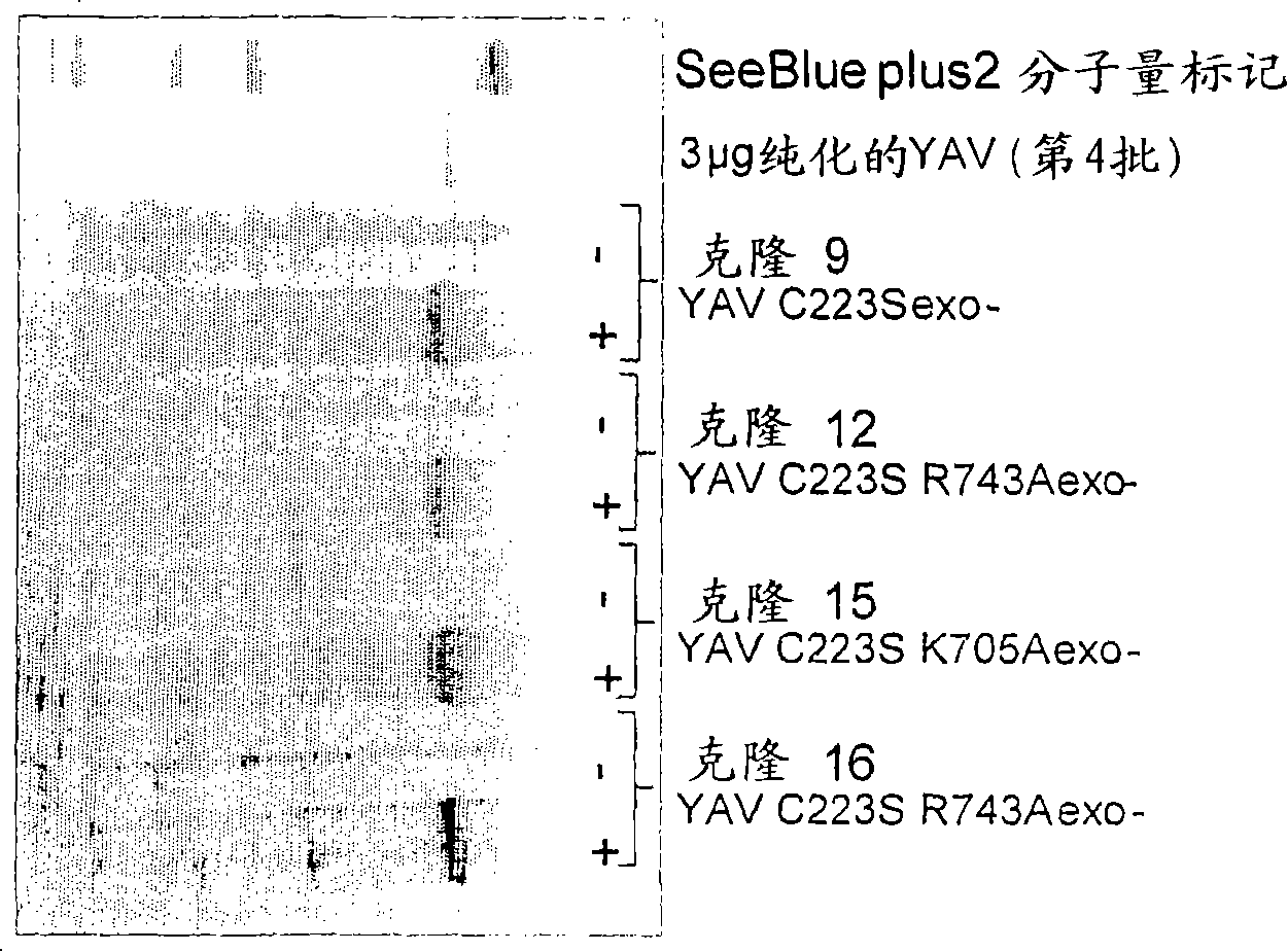 Improved polymerases