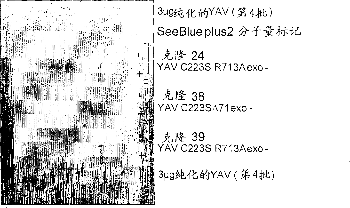 Improved polymerases