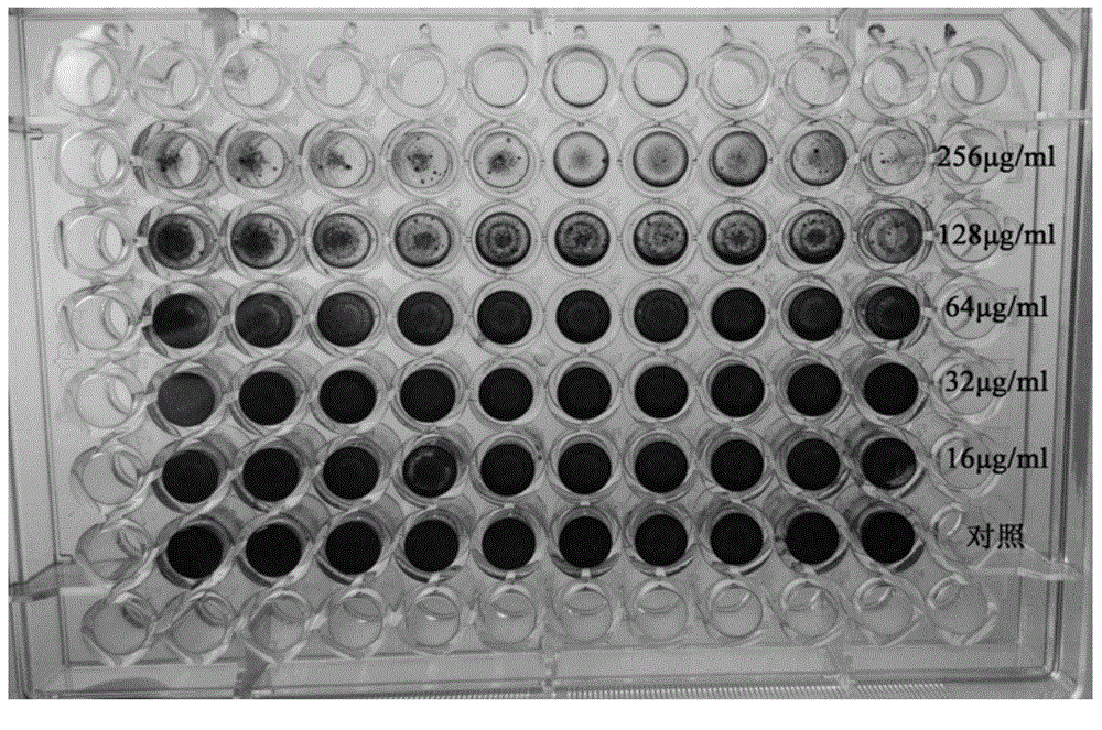 Biological film inhibiting peptide and application thereof