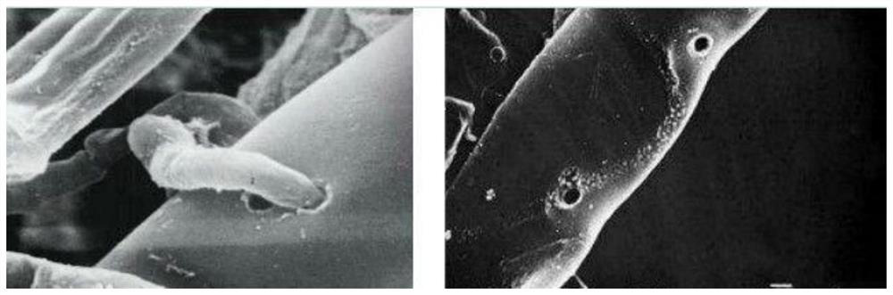 Microbial agent for preventing and treating nematode zingiberensis and application of microbial agent