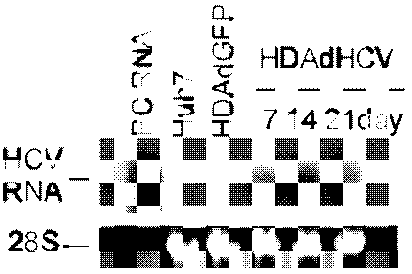 Adenovirus vector and its application in preparing HCV cell and mouse models