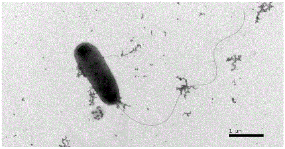 Arthrobacter and application thereof