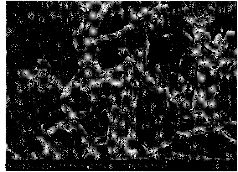 Aspergillus fumigatus and application thereof to degradation of imazethapyr