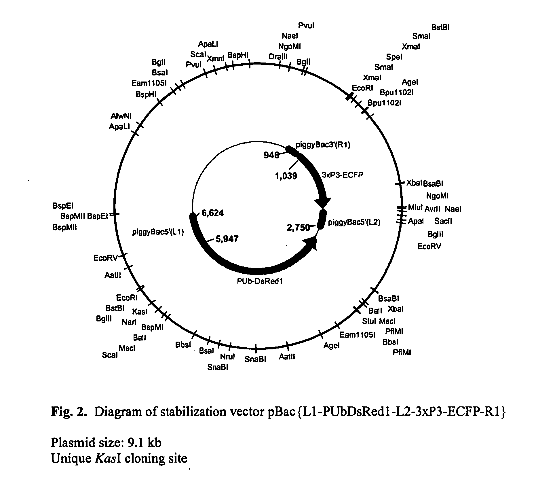 System for gene targeting and producing stable genomic transgene insertions