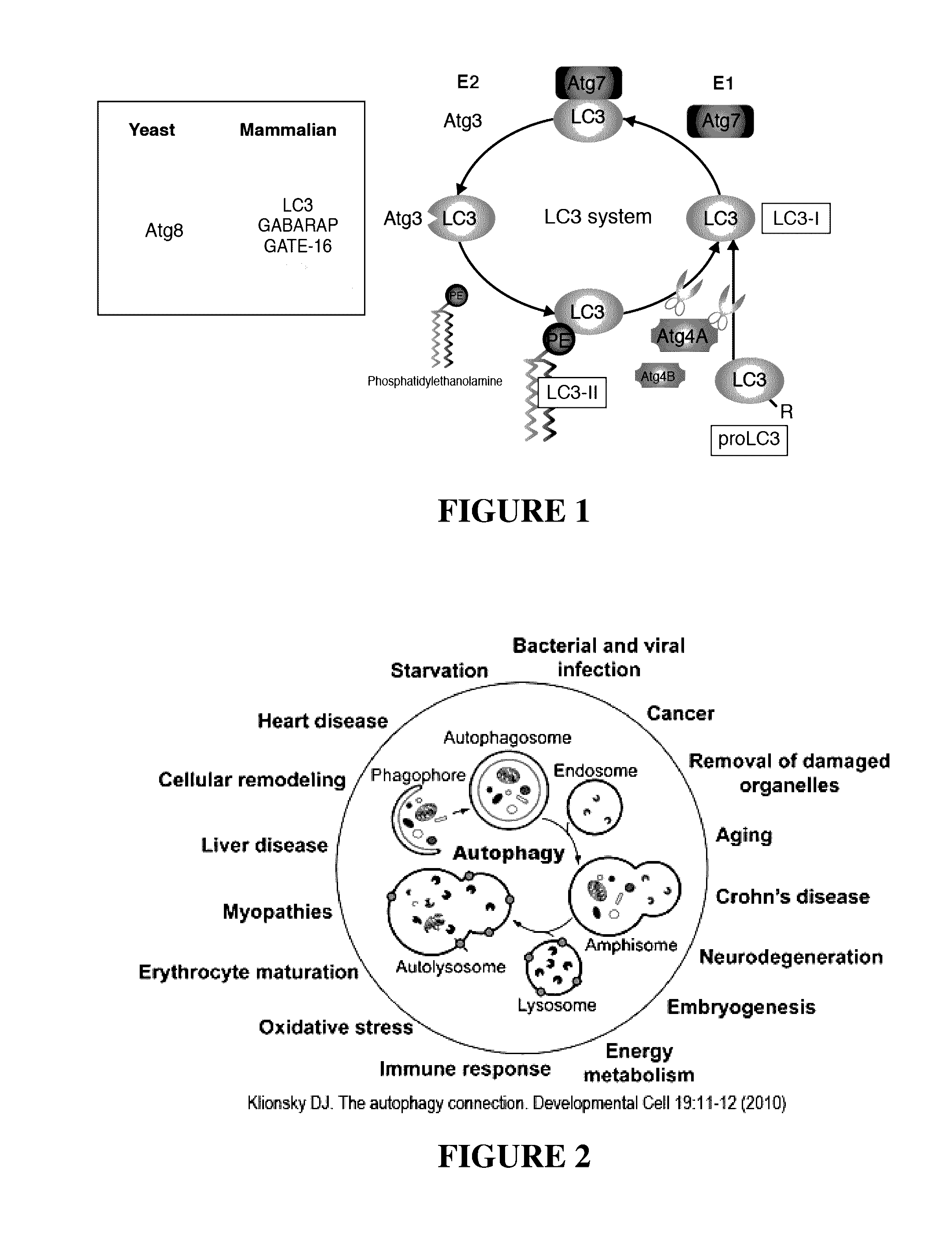 Formulation and Process for Modulating Wound Healing