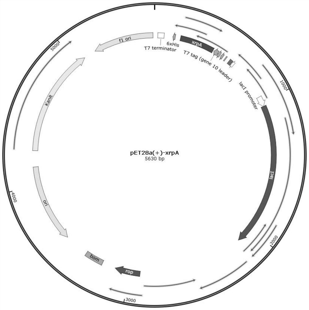 A method for improving the ability of Serratia marcescens to resist acid stress