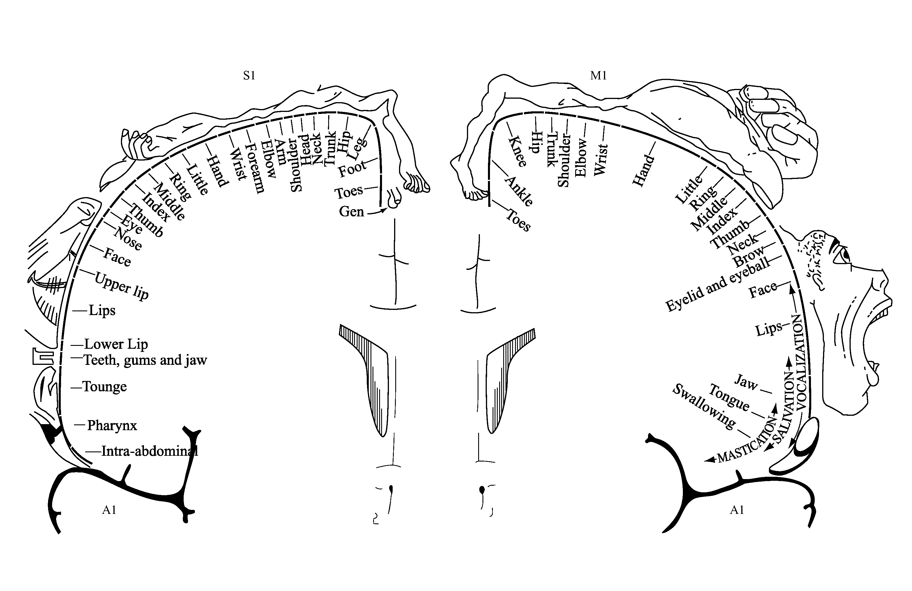 Brain imaging system and methods for direct prosthesis control