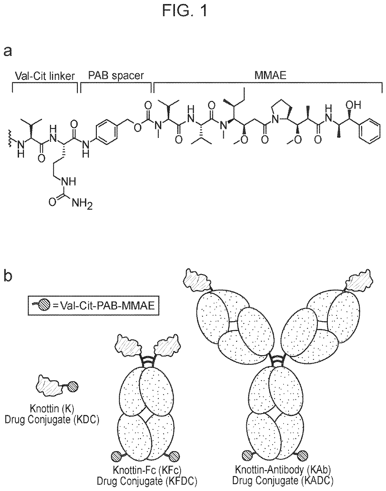 Drug conjugates and methods of using same