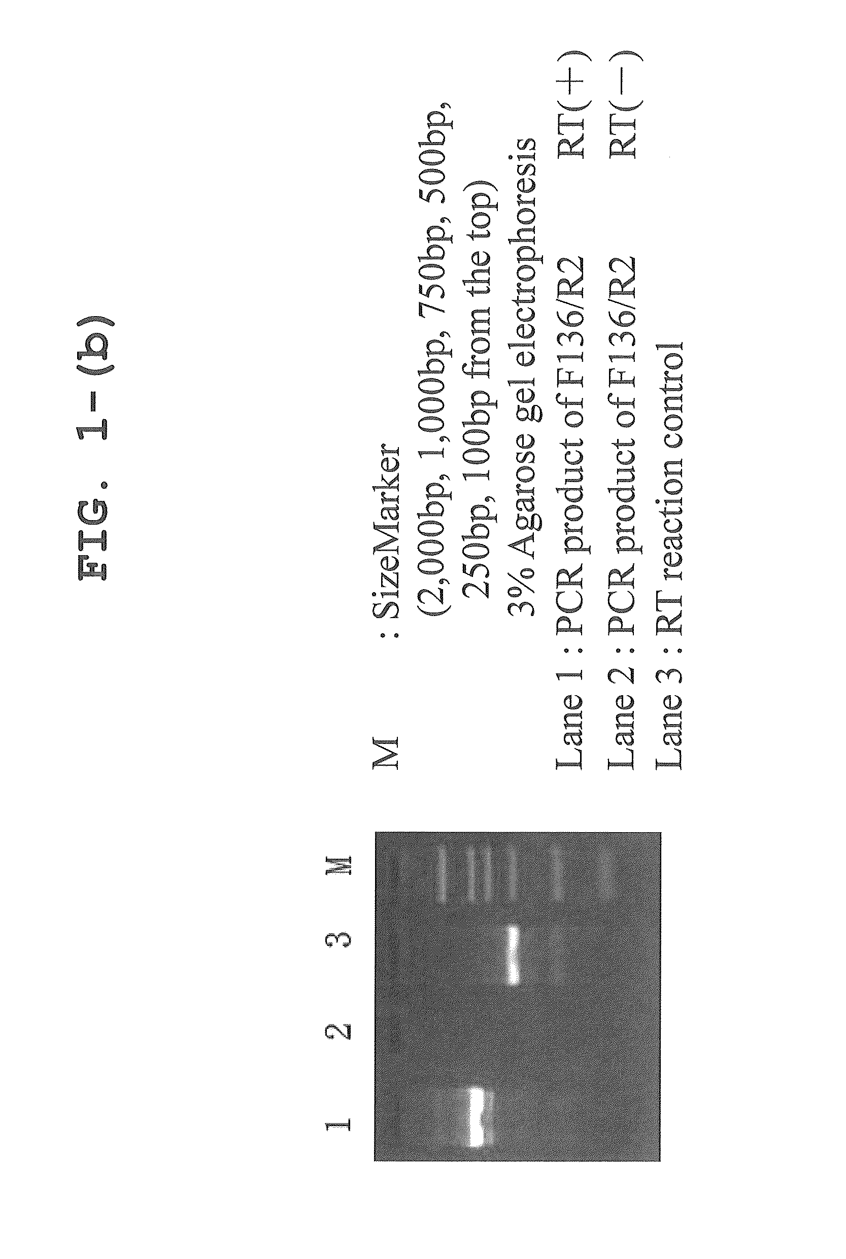 Canine iPS cells and method of producing same