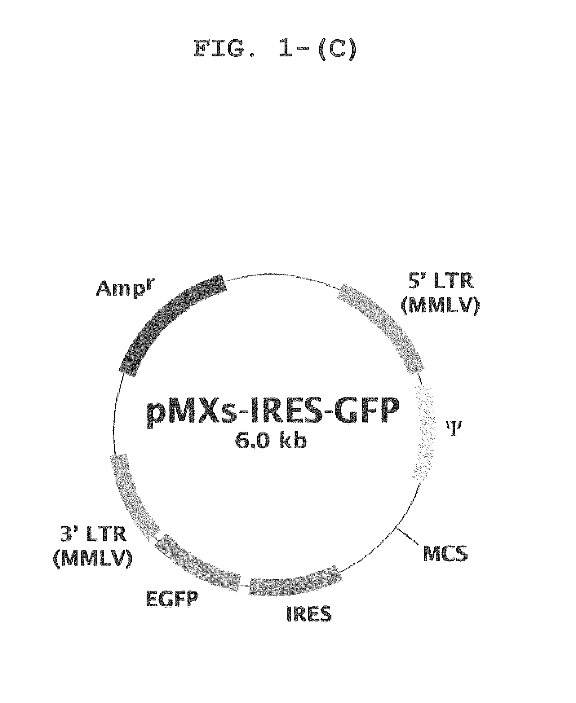 Canine iPS cells and method of producing same