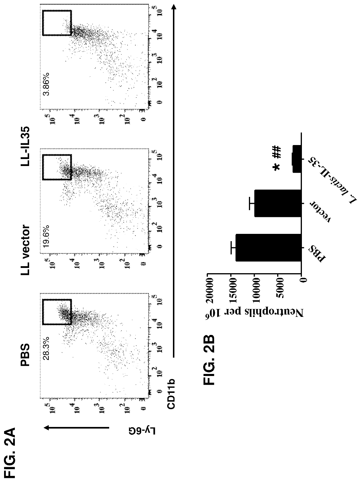 Lactococcal expression of il-35 for treatment of disease