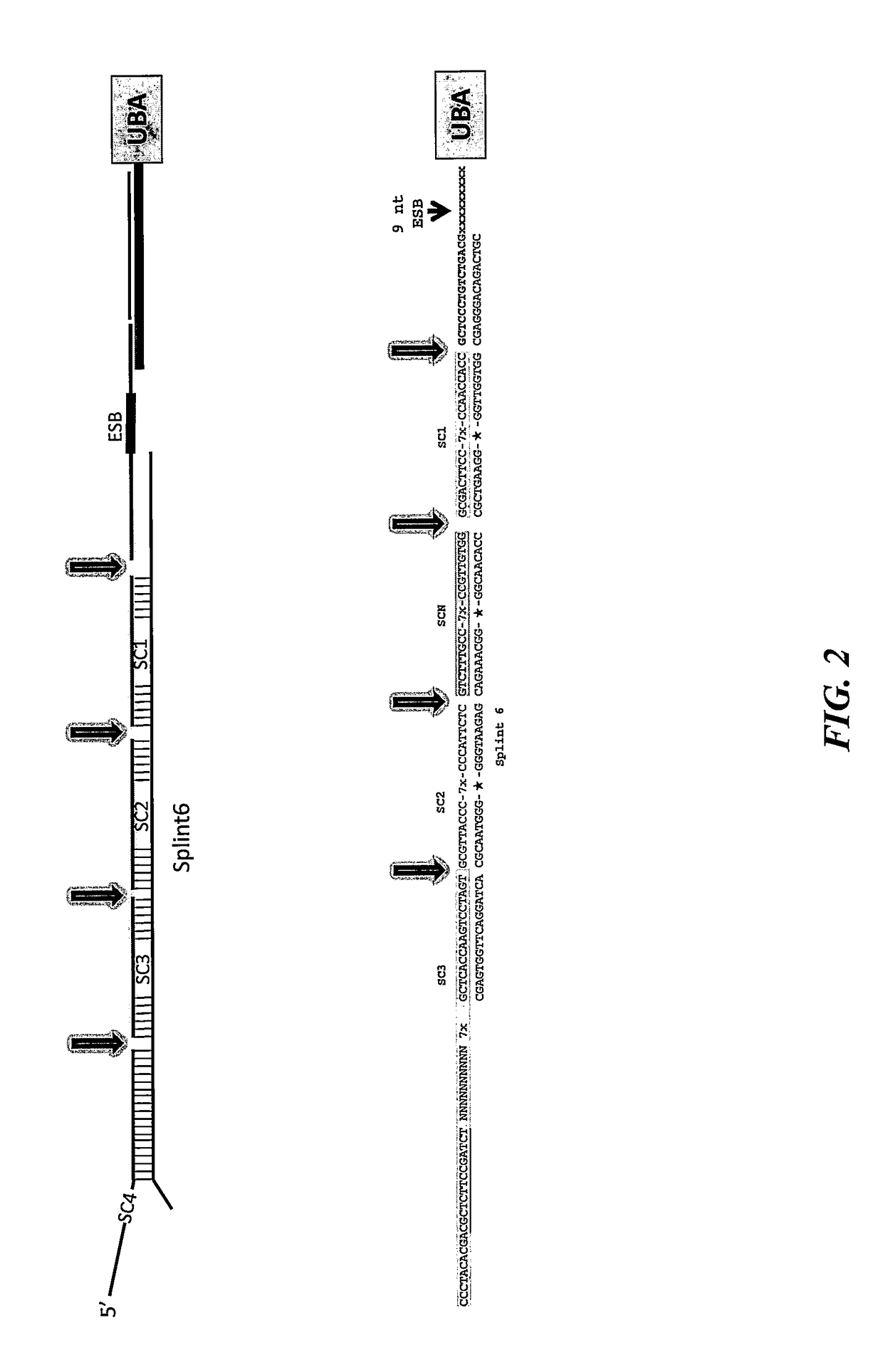 Methods for identifying multiple epitopes in selected sub-populations of cells