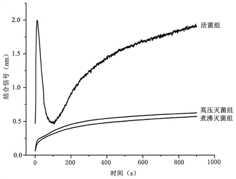 Method for rapidly detecting S.aures by combining bacteriophage lyase with BLI