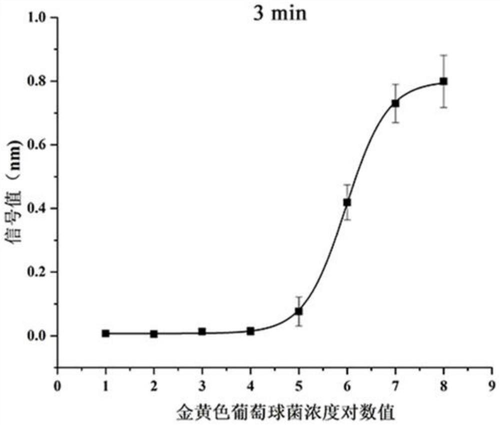 Method for rapidly detecting S.aures by combining bacteriophage lyase with BLI