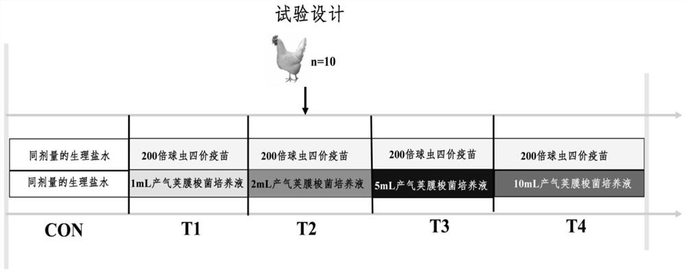 Construction method of laying hen intestinal enteritis model