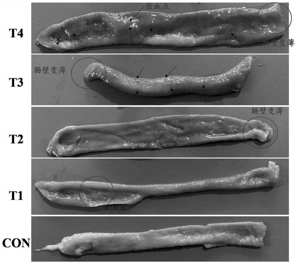 Construction method of laying hen intestinal enteritis model