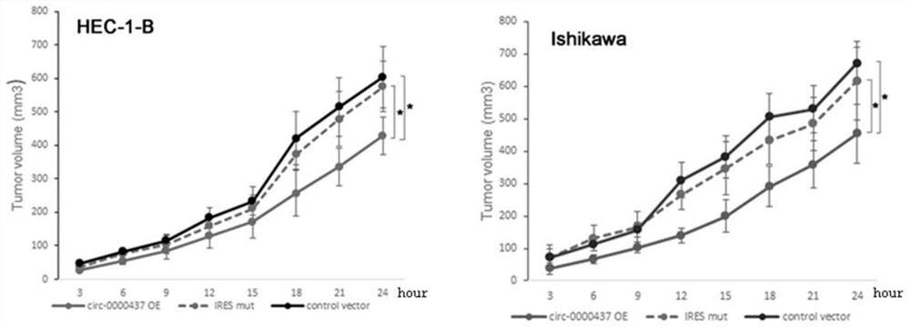 A kind of micropeptide and medicine for treating cancer