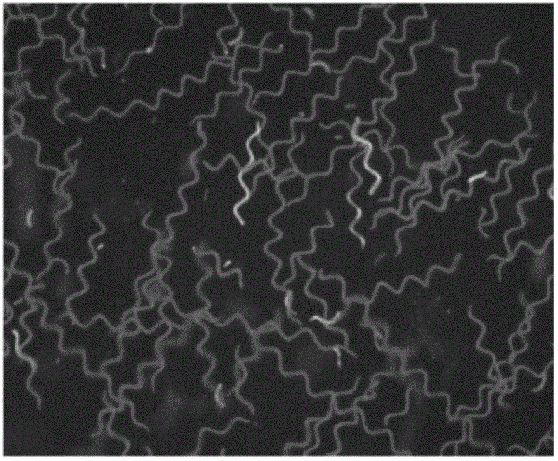 Method for screening spiral seaweeds through gene transformation