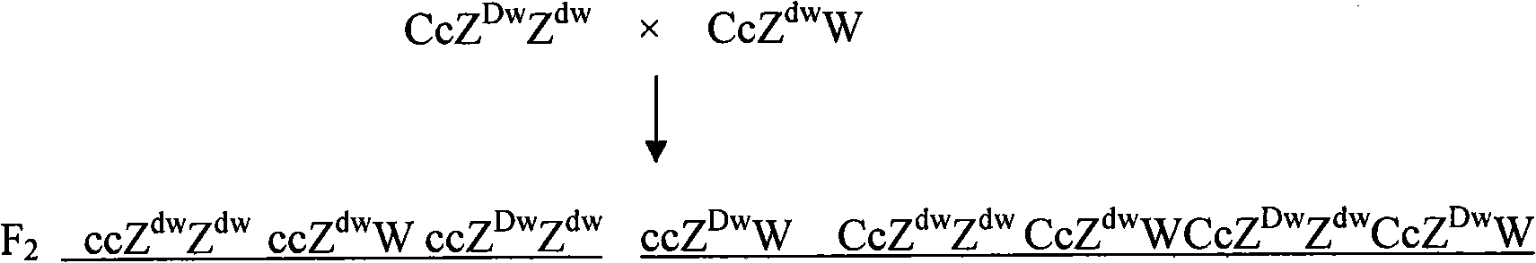 Breeding method of recessive white feather bantam germ plasm resource and supporting application thereof