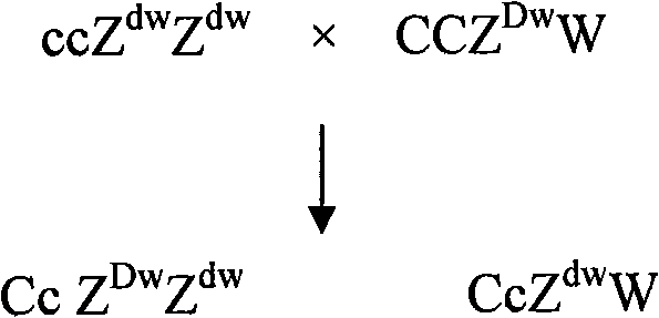 Breeding method of recessive white feather bantam germ plasm resource and supporting application thereof