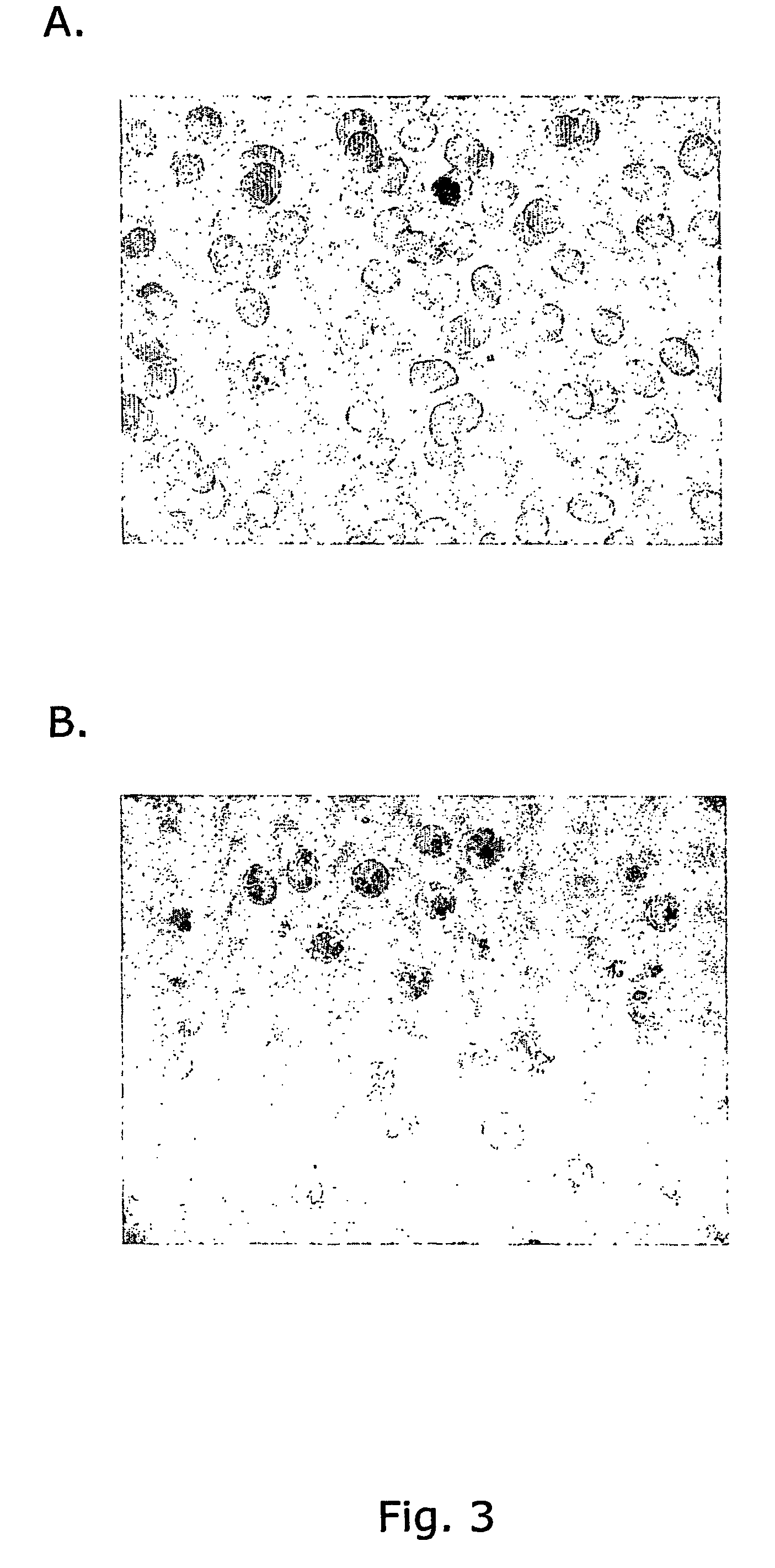 Compounds useful in the diagnosis and treatment of pregnancy-associated malaria