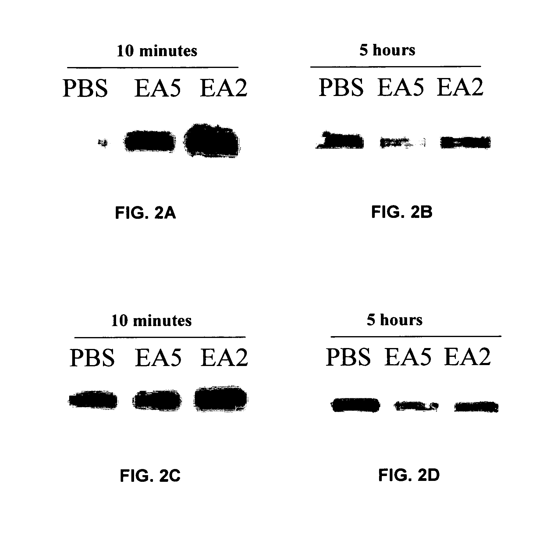 EphA2 agonistic monoclonal antibodies and methods of use thereof