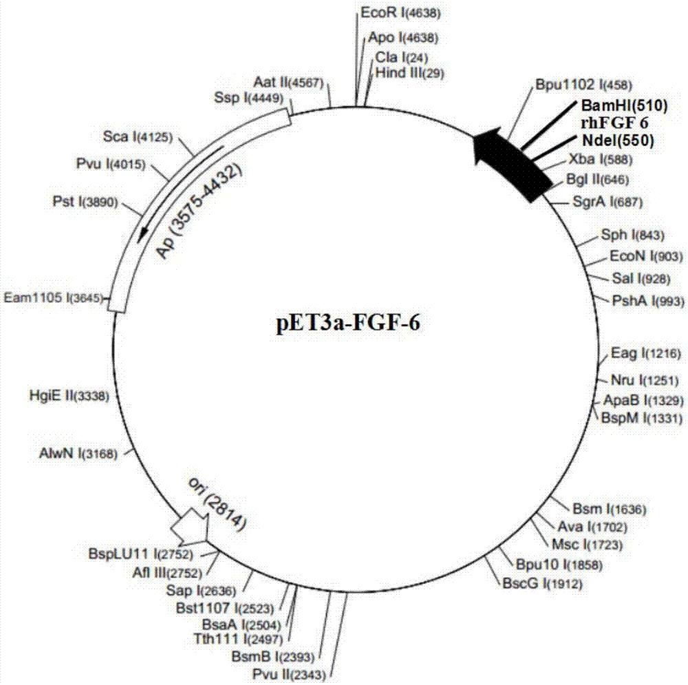 Nucleic acid fragment for encoding rhFGF-6, expression vector, host cell, production method and application