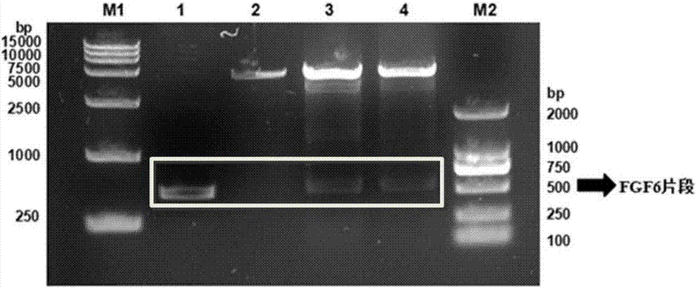 Nucleic acid fragment for encoding rhFGF-6, expression vector, host cell, production method and application